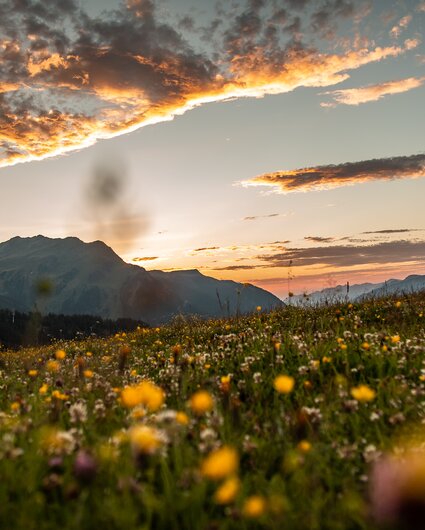 Eine Wiese im Abendlicht im Bergdorf in der SIlvretta Montafon. | ©  Silvretta Montafon - Friederike Weber