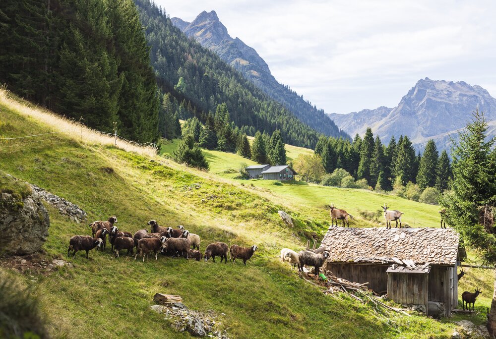 Montafoner Steinschafe und Ziegen stehen neben und auf einer Hütte in den Montafoner Bergen | © Silvretta Montafon - Christian Hirschmann