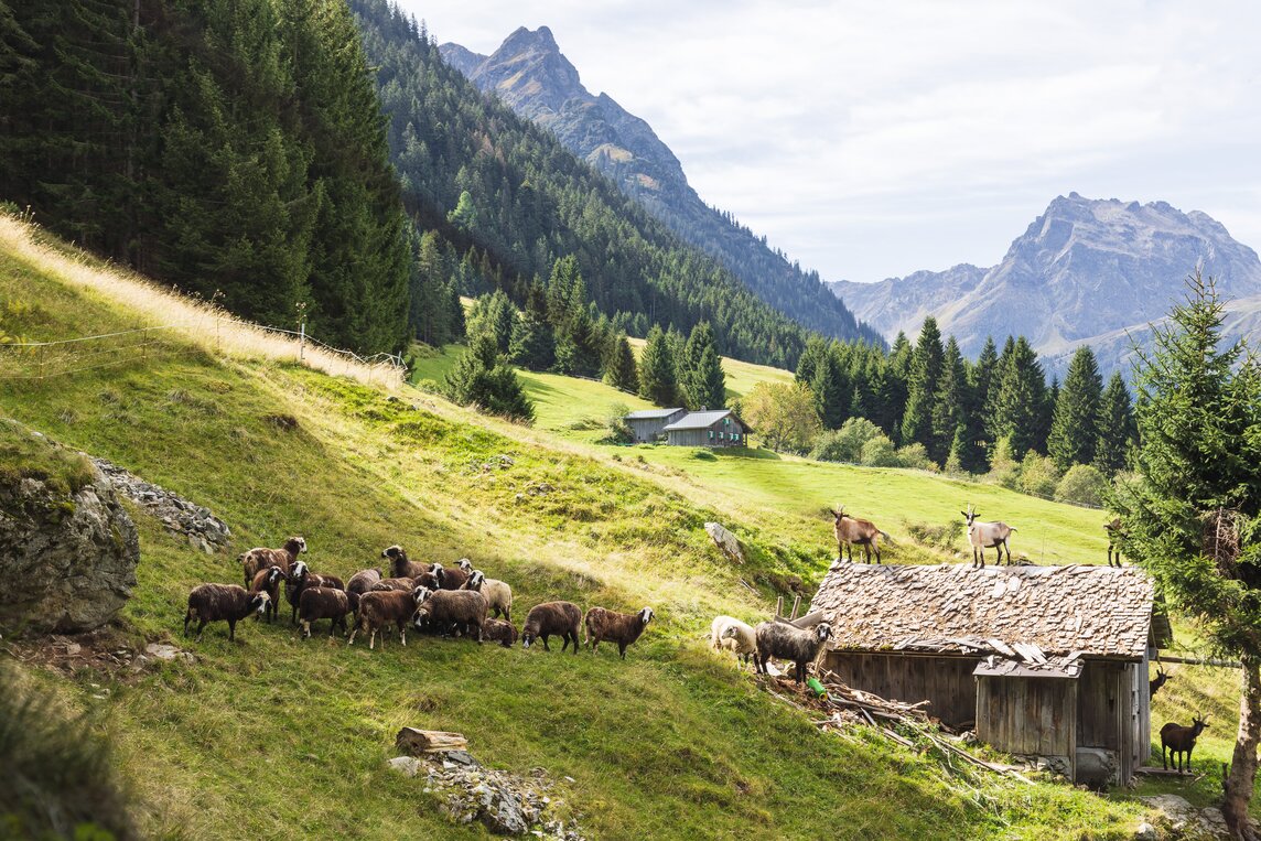 Montafoner Steinschafe und Ziegen stehen neben und auf einer Hütte in den Montafoner Bergen | © Silvretta Montafon - Christian Hirschmann