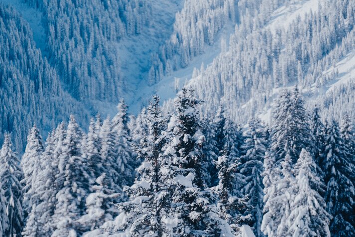 Beschneiter Wald in der Silvretta Montafon  | © Silvretta Montafon - GOODGUYPAEZ001