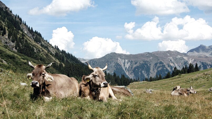 Kühe liegen im Gras in der Silvretta Montafon  | © Silvretta Montafon