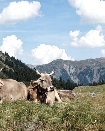 Kühe liegen im Gras in der Silvretta Montafon  | © Silvretta Montafon