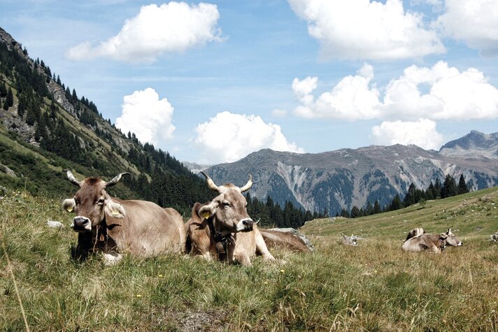 Kühe liegen im Gras in der Silvretta Montafon  | © Silvretta Montafon