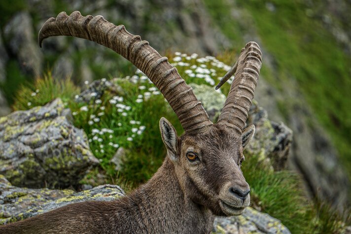 Steinbock in der Silvretta Montafon  | © Silvretta Montafon 