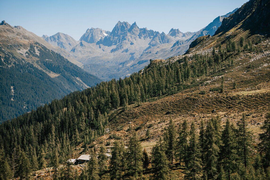 Berglandschaft mit Bäumen in der Silvretta Montafon  | © Silvretta Montafon - Vanessa Strauch 