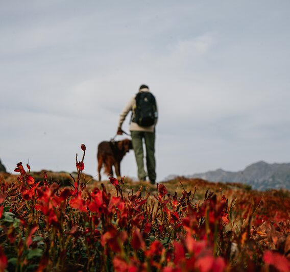 Eine Wanderin mit Hund im Herbst in der Silvretta Montafon. | © Silvretta Montafon - Vanessa Strauch
