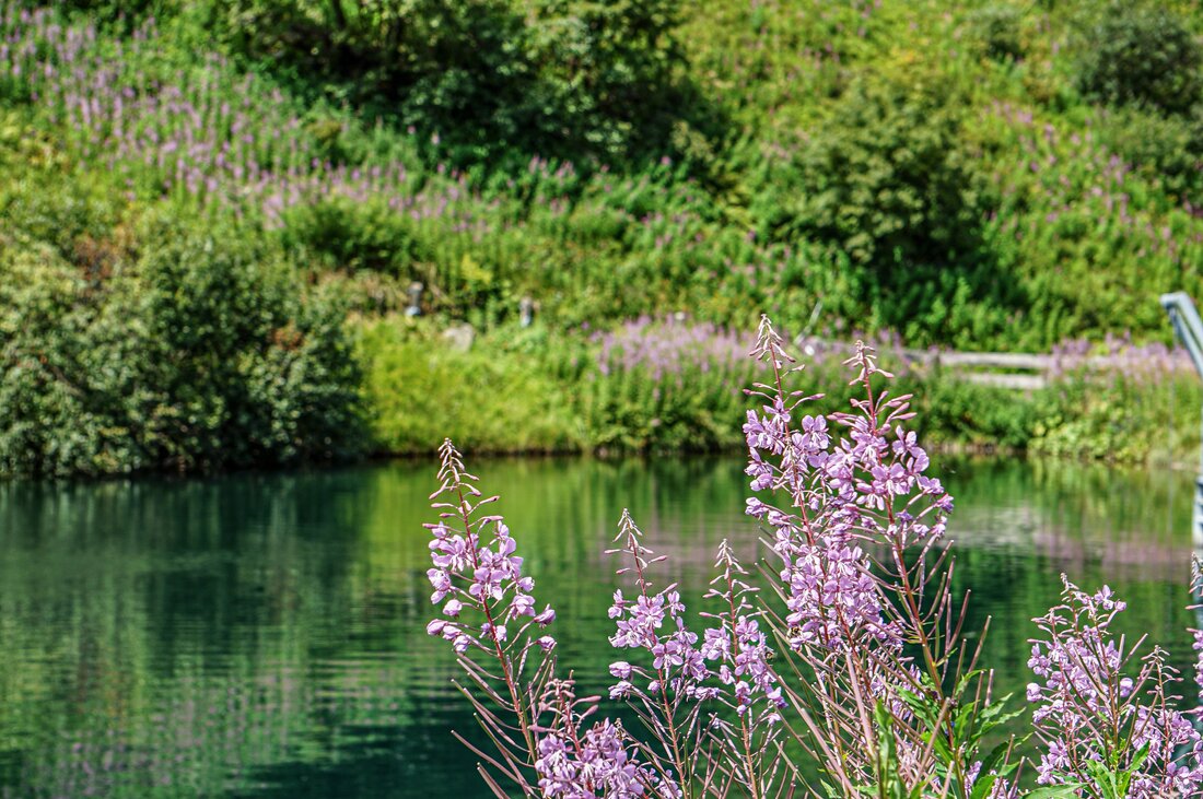 Ein Bergsee mit Blumen in der Silvretta Montafon. | © Silvretta Montafon - Vanessa Strauch