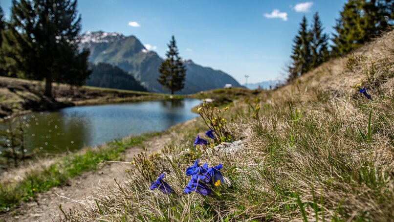 Bunte Blumen am See im Frühling auf Garfrescha in der Silvretta Montafon. | © Silvretta Montafon - Friederike Weber