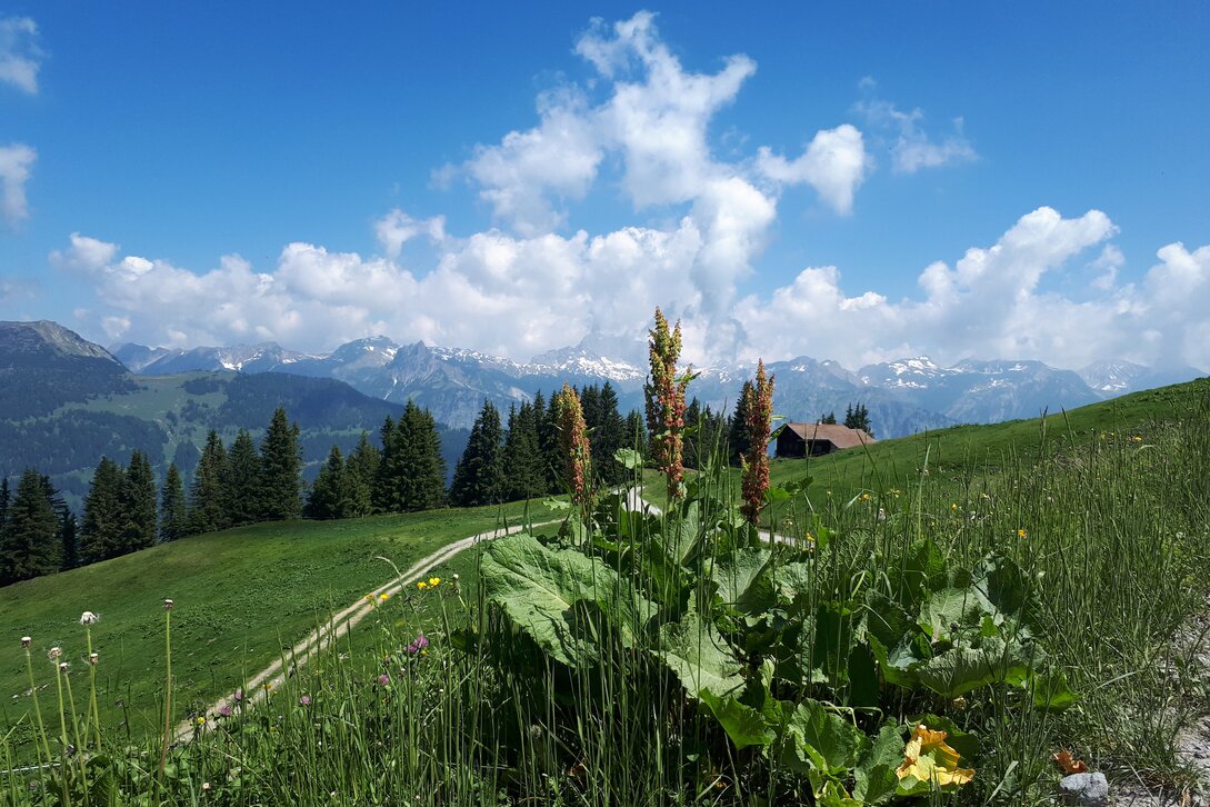 Wanderweg zwischen bunten Blumenwiesen mit Blick auf die umliegenden Berge in der Silvretta Montafon.  | © Silvretta Montafon