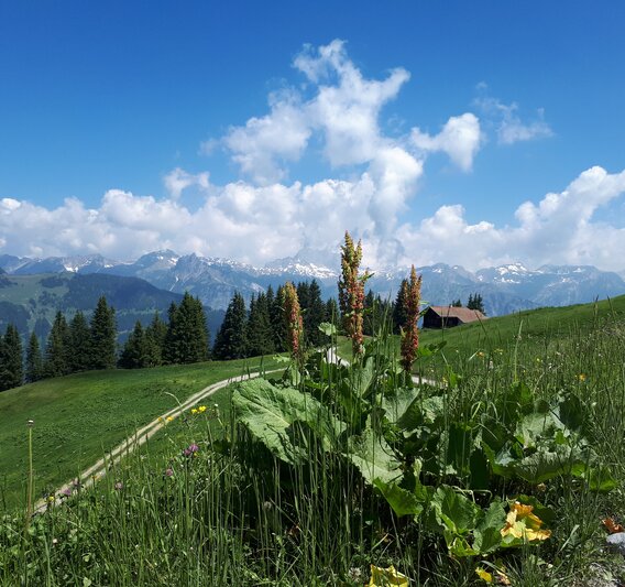 Wanderweg zwischen bunten Blumenwiesen mit Blick auf die umliegenden Berge in der Silvretta Montafon.  | © Silvretta Montafon