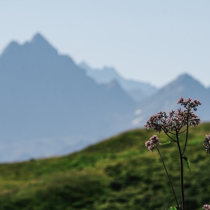 Eine Bergwiese im Sommer mit Bergkulisse im Hintergrund. | © Silvretta Montafon - Vanessa Strauch