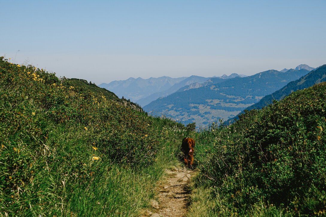 Ein Hund läuft auf einem Wanderweg in der Bergen der Silvretta Montafon. | © Silvretta Montafon - Vanessa Strauch