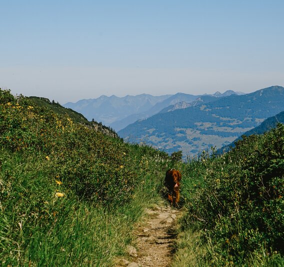 Ein Hund läuft auf einem Wanderweg in der Bergen der Silvretta Montafon. | © Silvretta Montafon - Vanessa Strauch